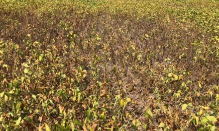 GAR 2021. La sequía de 2017-18 en la Pampa Argentina: Impactos en la Agricultura
