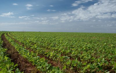 Uruguay y el SISSA miden el impacto de la sequía en la soja