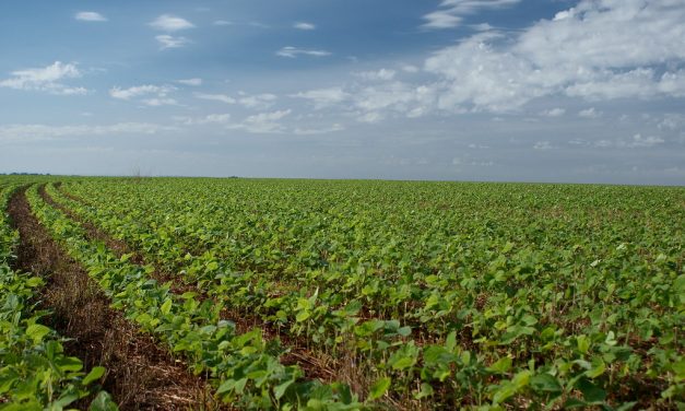 Uruguay y el SISSA miden el impacto de la sequía en la soja