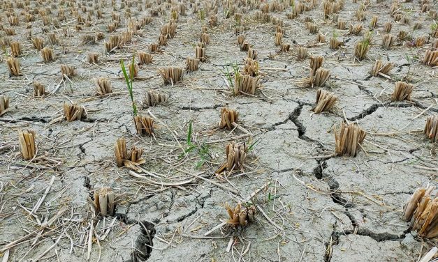 Sequía en Argentina: estrategia nacional para enfrentar unos de los años más secos registrados